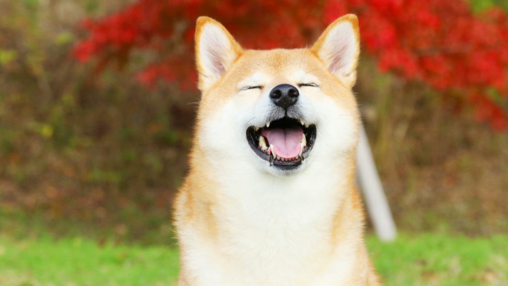 Shiba Inu Coin Price Soars as Coinbase Pro Announces SHIB Cryptocurrency Trading