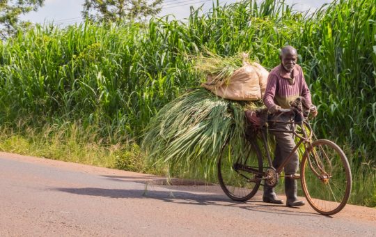 Kenyan Farmers Pivot to Cryptocurrency as Popularity of Community Currencies Grows