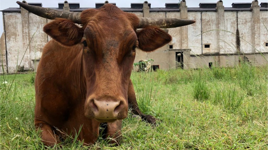 Mastercard Blockchain-Supported Livestock Tracking System Launches in Zimbabwe – Blockchain Bitcoin News