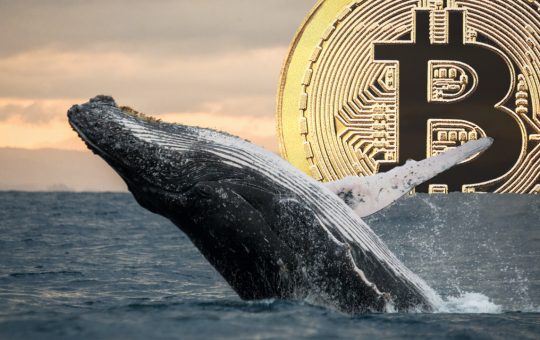 While BTC Skyrocketed to $69K, Whale From 2013 Transfers $147 Million Worth of 'Sleeping Bitcoins' – Bitcoin News