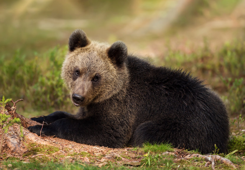 Crypto market decidedly bearish, Tesla tumbles