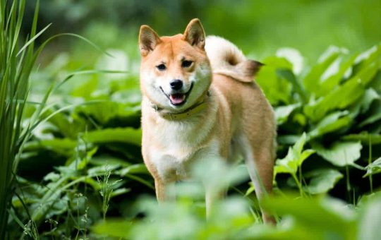 Leading Spanish Cryptocurrency Exchange Adds Shiba Inu (SHIB)