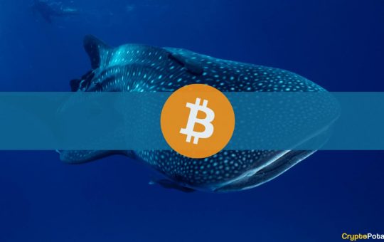 Bitcoin Whales Accumulating as Bear Market Floor is Established