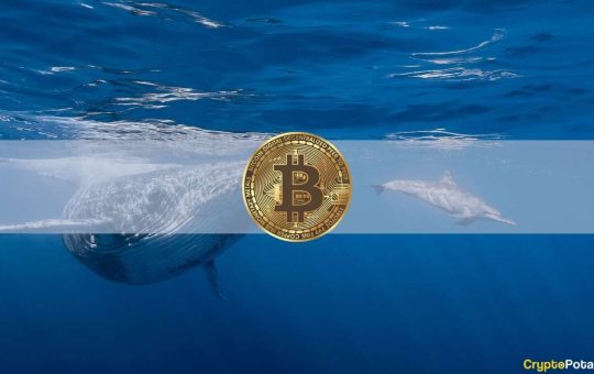 Dormant Bitcoin Whale Wakes up After 11 Years to Transfer $31M in BTC