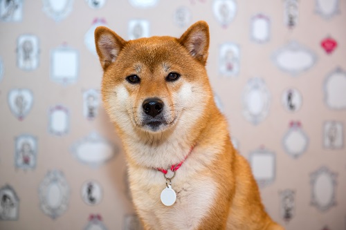 Dogecoin and Shiba Memu (SHMU)– what’s the price outlook?
