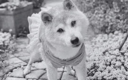 Kabosu, the Shiba Inu Behind the Iconic Meme, Dies at 18