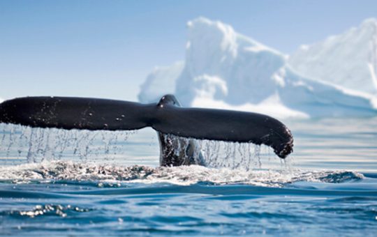 An image of a whale’s tail in the ocean