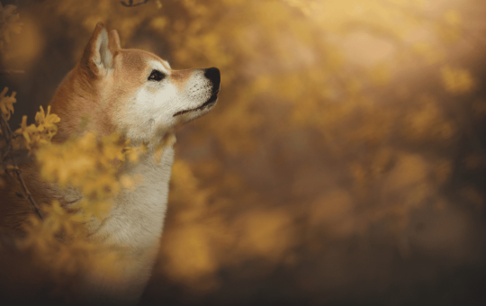 Shiba Inu, Pepe, Dogecoin Explode by Double Digits, Total Liquidations Up to $150M