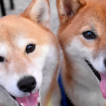 Dogecoin Foundation Seeks Backing to Fuel 2025 Plans