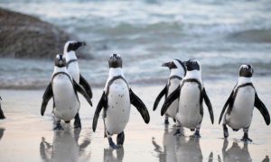 My Neighbor Alice Partners With Pudgy Penguins to Launch New Game Zone ‘Pudgy Land'