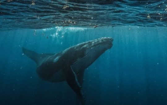 Bitcoin whale deposits $40M USDC into Hyperliquid to boost BTC short position