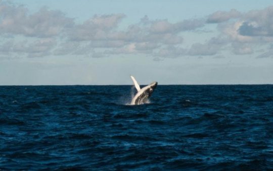 Bitcoin OG faces $12.5M unrealized loss on $617M long position