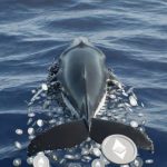 Ethereum whale Trend Research unwinds ETH position as losses reach $747M